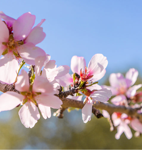 Almond blossom against a blue Mallorcan sky